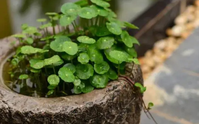 Lijiang Zuihuatang Inn (Shuhe Ancient Town)