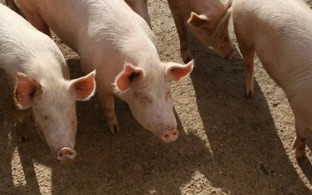 Agriturismo La Chiusa