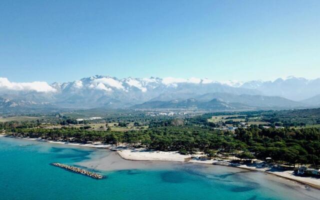 Au pied des oliviers