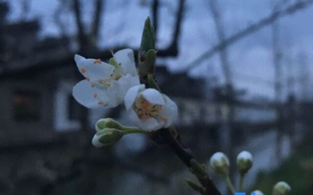 Wuzhen Flower House