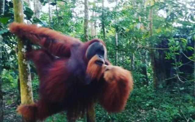 Batu Mandi Guest House Bukit Lawang