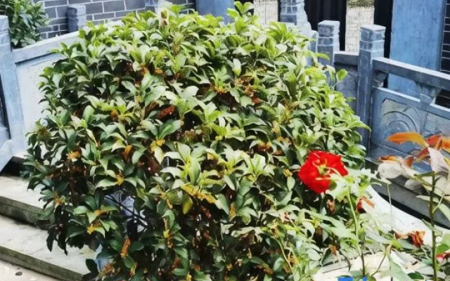 No. 9 Courtyard Homestay (Qimen HSR South Station)