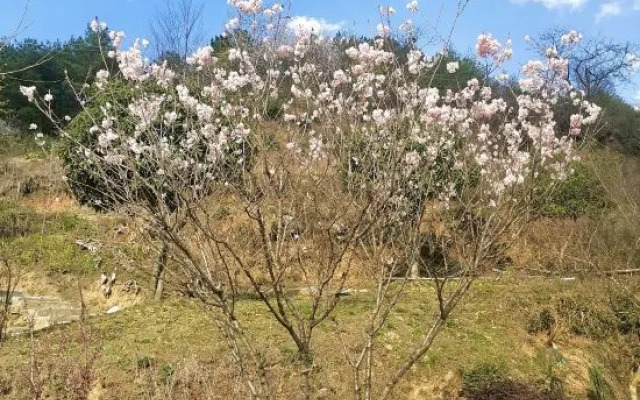 Jiuhuashan Jiuman Mountain Villa