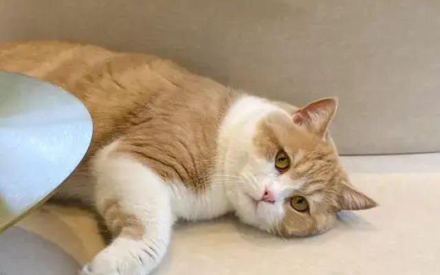 Guangzhou Jingyuejia Homestay (Zengcheng Wanda Plaza)