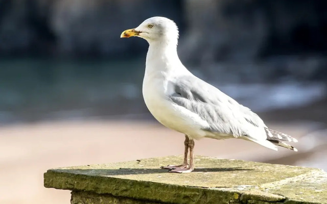 Windermere House - Sea Views Close to Harbour