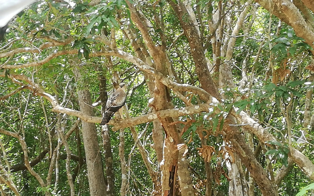 Seth Dev Lagoon Chalets Kalpitiya