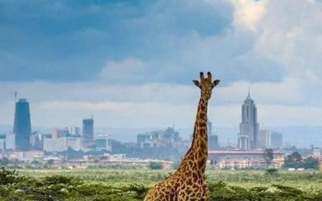The Studio Nairobi 5 Luxury