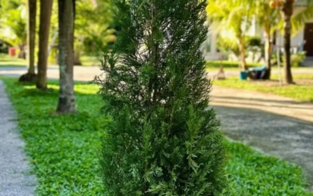 TC Garden Resort