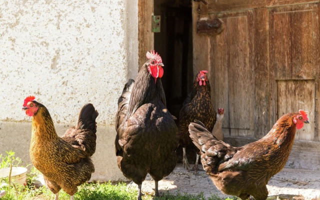 Cosy and Rurally Located Apartment With Garden and Terrace