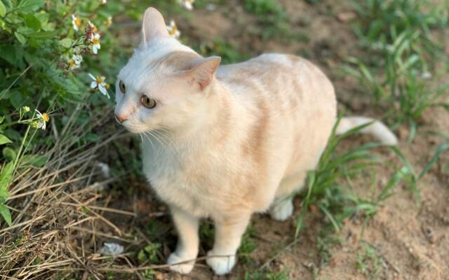 White Cat B&B