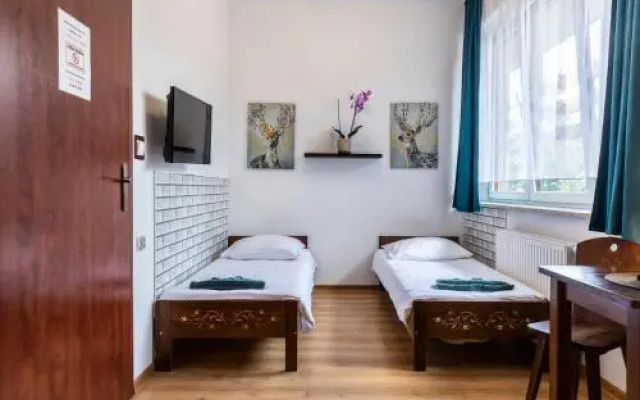 Brzoza w centrum Zakopanego