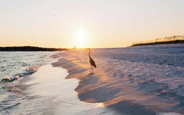 The Osprey #8 - Pelican Landing