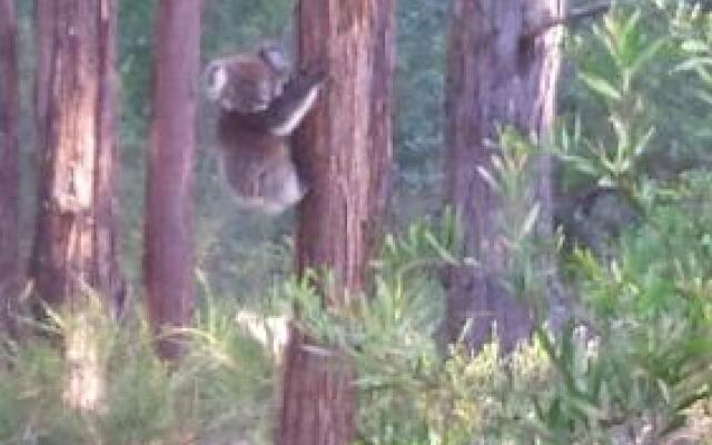 Stringybark Hills Retreat
