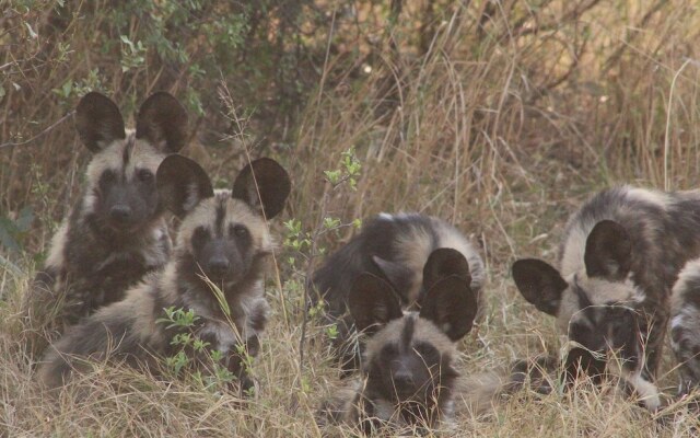 Mthimkhulu Private Game Reserve- Adults Only