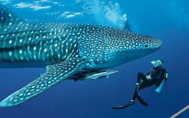 Mandhoo Guesthouse & Dive