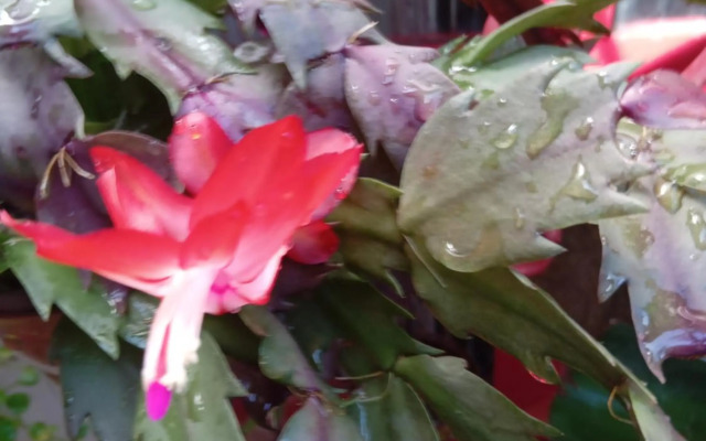 Se hospede num Cantinho Gourmet