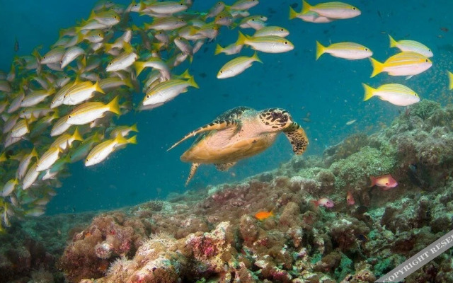 Mandhoo Guesthouse & Dive