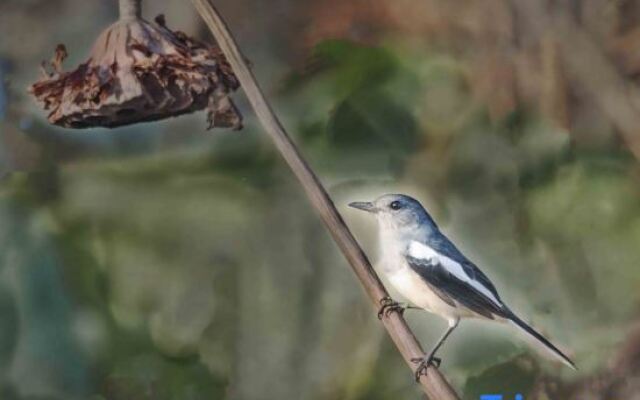 Pu zhe hei he mu Xiao Zhu min su