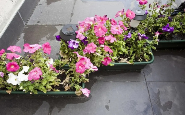 RentalSPb on Orlovsky Pereulok 3