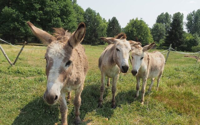 Camping La Ferme de Perdigat