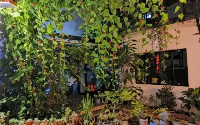 Dali Ziqing Courtyard Inn
