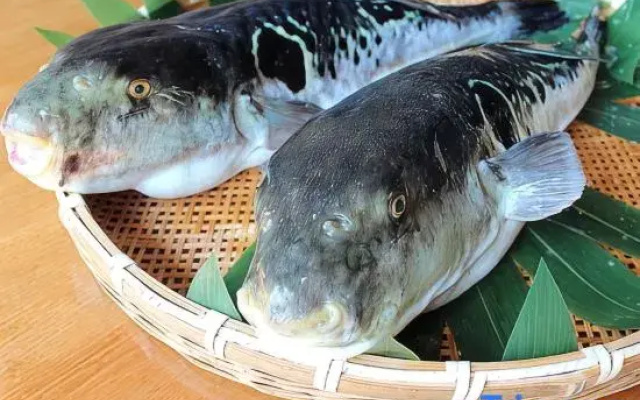 Kutsurogi-No-Chisana-Shuku Onami