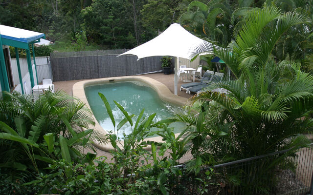 Tropical Palms