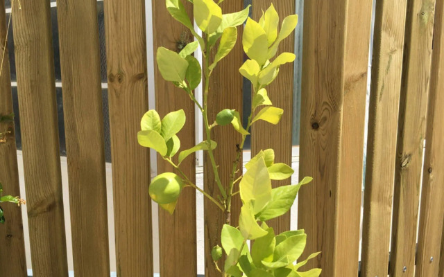 Lemon Tree Apartments