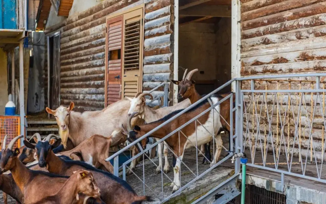 The Animals Farm Double Room