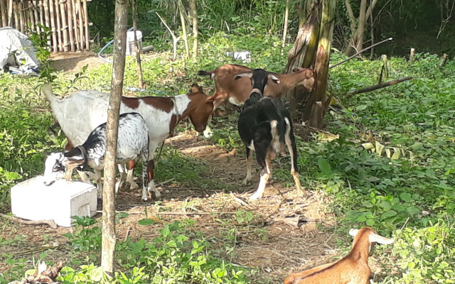 Singalong Nature Camphill Site