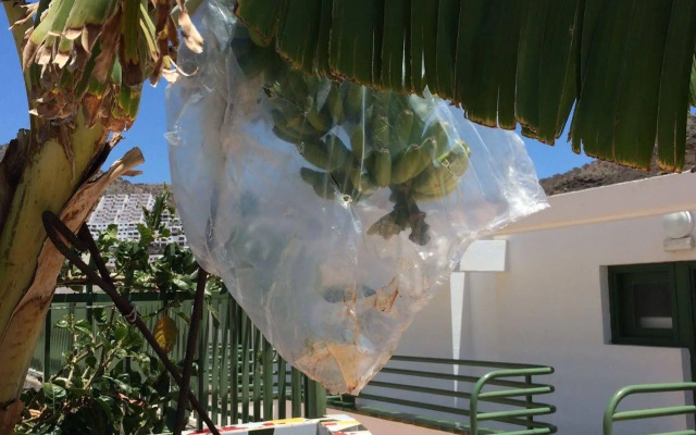 Porlamar