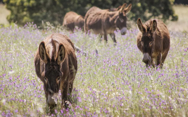 Duikersdrift Winelands Country Escape