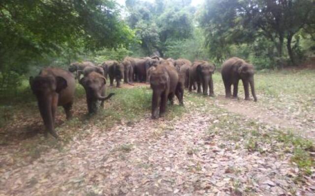 Domain Elephant Bungalow