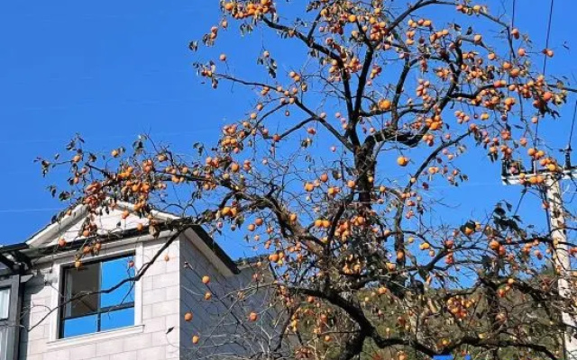 Under Persimmon Trees · Fam&Team Retreat·Pool·Pet Stay (Tonglu OMG Park Branch) – Exterior – Hangzhou