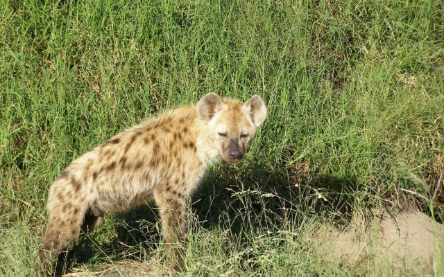 Simbambili Game Lodge