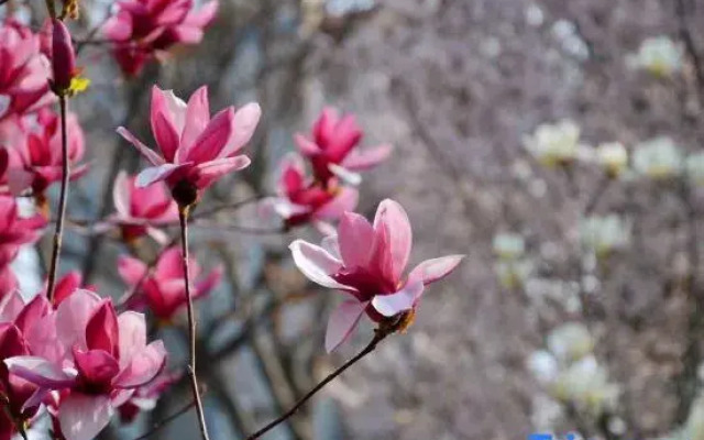 Weihe Jinhui Conference Center