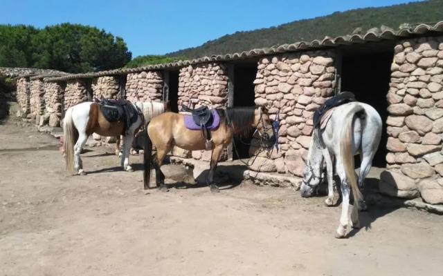 Palombaggia location i pini