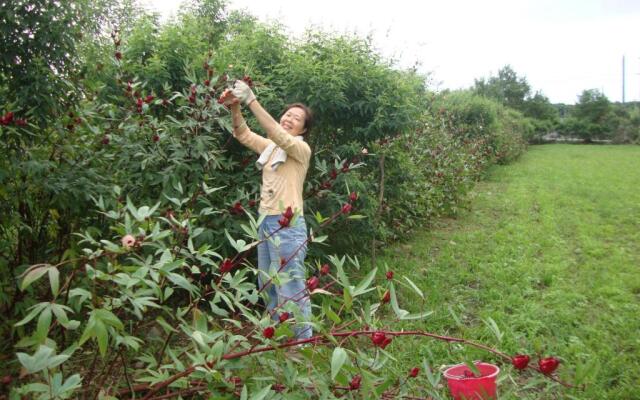 Taroko Sialin Coffee Farm Homestay