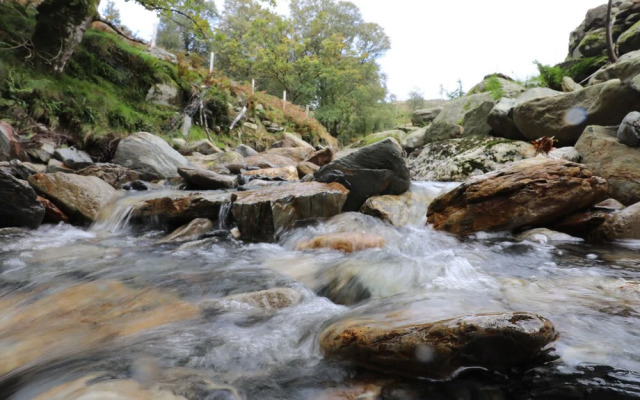 Llwyn Bedw