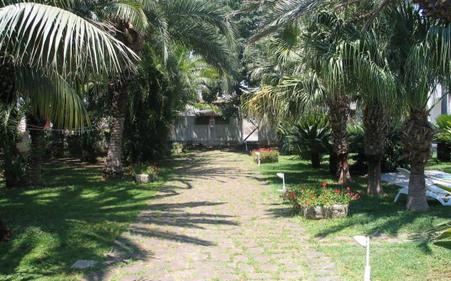 Cuore Di Palme