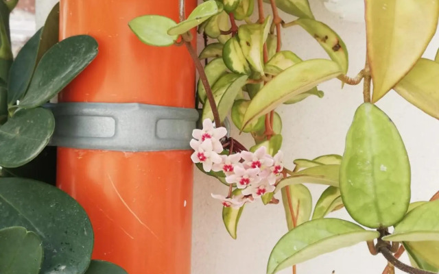 Sofia Pretty Appartament