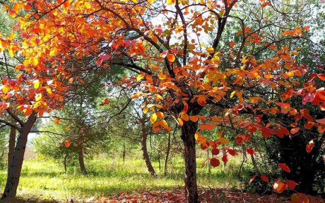 Villa Maggiulli Alfieri - Dimora Storica
