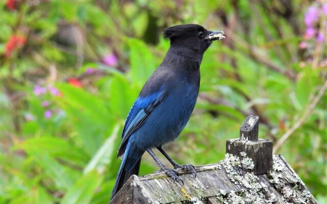 Blue Spruce Apartment