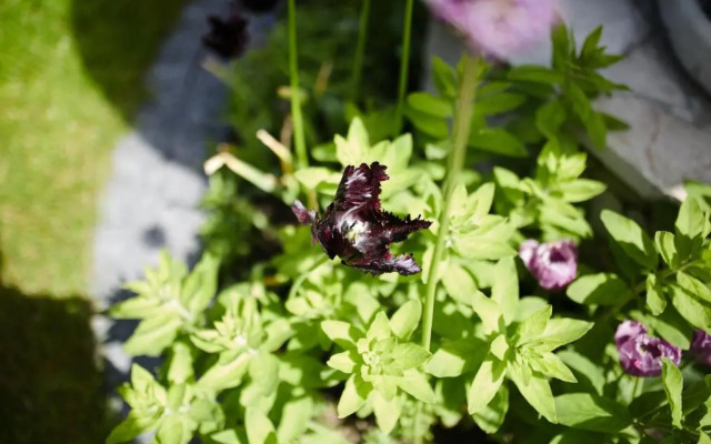 Willa Morska w Chłapowie