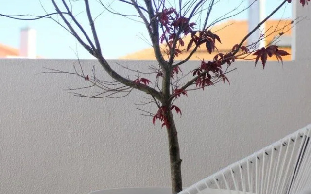 Vila Mafra - Grill Terrace