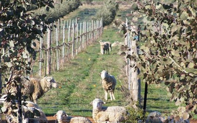 Rosnay Organic Vineyard, Olive Grove, Figs and Farmstay
