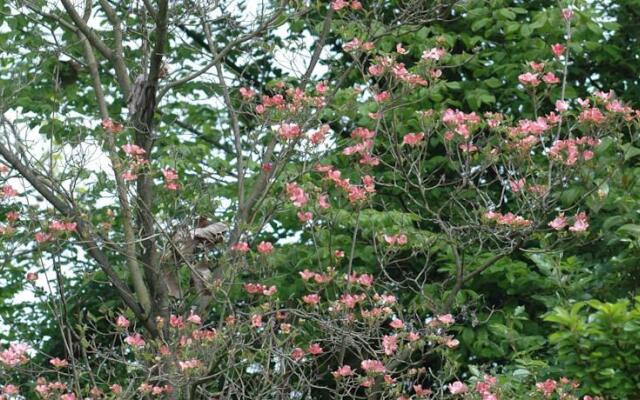 Rose's Garden House