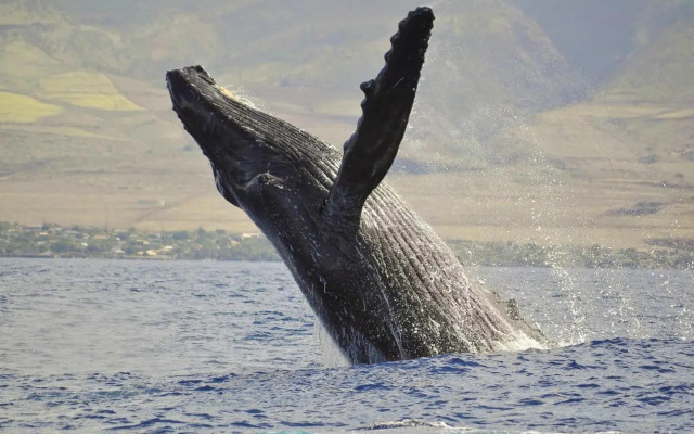 Maui Kai 903
