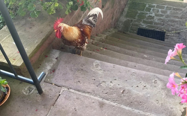 Room-double Room Apple Blossom