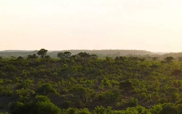 Mashatu Euphorbia Villas